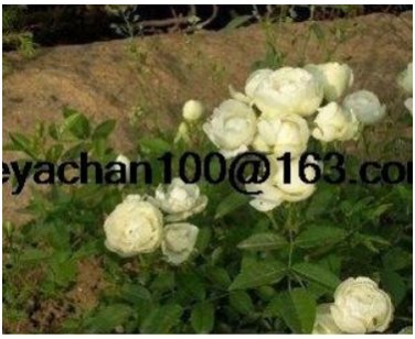 Rose Vine bonsais Miniature 100 - (Color: Yellow) lings Being Garden Landscap...