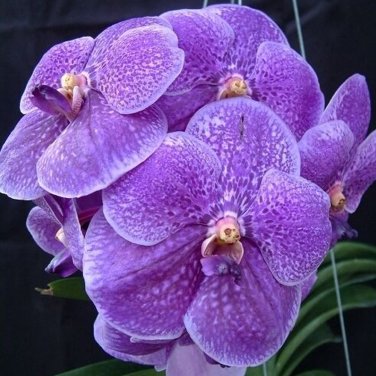 Vanda 100 Seeds/ Seeds, Seeds/Pack