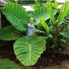 Taro Indoor Green Giant seeds 20pcs