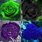 Mixed Rose 4 Types of Blue Black Purple 50 Seeds