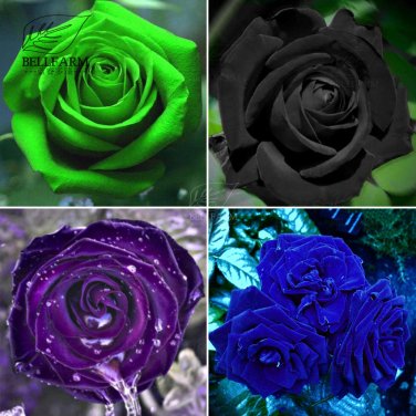 Mixed Rose 4 Types of Blue Black Purple 50 Seeds