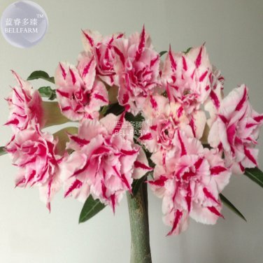 Wu' Double Adenium Desert Rose, 2 compact dense vibrant blooms pink ...