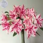 Wu' Double Adenium Desert Rose, 2 compact dense vibrant blooms pink ...