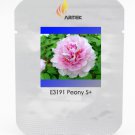 Very Rare 'Fen Pink Pretty Perennial Peony Professional 5 / Zhong Guan' Seeds...