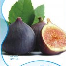 1 6 / Ficus carica L. Purple Patlican Fresh Original Packs, seeds pack, Fig S...