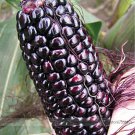 Suntava Full Season Purple Hybrid Corn Professional 10 / Edible Maize Seeds, ...