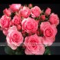 1 Professional 50 / Clusters of Pink Rose Indoor Pack, seeds Garden Seed