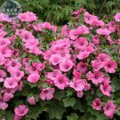 Lavatera arborea Tree Mallow 30 beautiful ornamental Seeds, g...