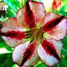 Desert Rose Adenium - White Red Black Colorful 2PCS Seeds