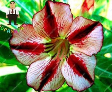 Desert Rose Adenium - White Red Black Colorful 2PCS Seeds