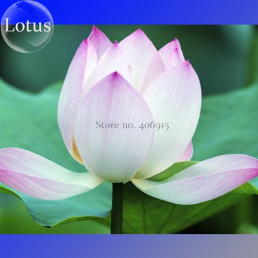 Heirloom White Lotus Nelumbo Nucifera with Pink 2 ornamental Big Blooming Edg...