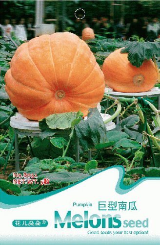 Rare Heirloom Dill's Atlantic Pumpkin 5 / Edible Giant Organic Seeds, Origina...