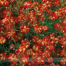 Rare Coreopsis Tinctoria 'Roulette' Cosmos Professional 20 / Very Beautiful A...