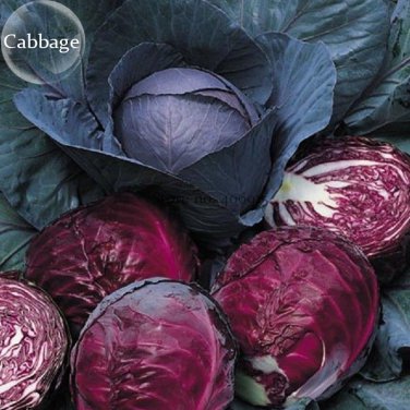 Red Drumhead 100 salad Cabbage Organic Vegetables, seeds,