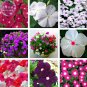 BELLFRAM Vinca Rosea Periwinkle Little Linda Mixed 20 Professional bonsai col...