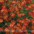 Rare Coreopsis Tinctoria 'Roulette' Cosmos Professional 20 / Very Beautiful A...