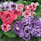 F1 Brocade Double Mixed professional 5 pelleted petals Gloxinia Seeds, pack, ...