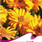 1 50 / Heliopsis Helianthoides FALSE LORAINE SUNSHINE Original Pack, Seeds Pa...
