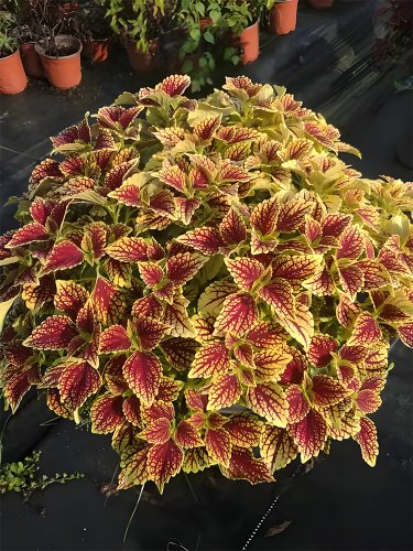 Meiren' Series Coleus &acirc;�� Rust Red and Yellow with Serrated 'Honglv Seeds Folia...