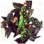 20/50/100PCS Begonia Seeds