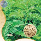 20 medicinal value Astragalus Seeds, Original pack, high