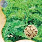 20 medicinal value Astragalus Seeds, Original pack, high