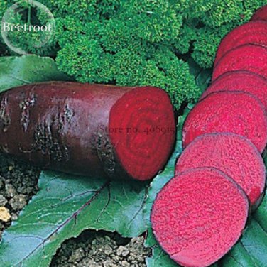 Dark Red Beetroot Cylindra 30 edible Vegetables, seeds, organic vegetables