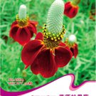 1 30 / Ratibida Mexican Hat Columnifera Original Pack, Seeds Midget Seed