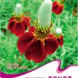 1 30 / Ratibida Mexican Hat Columnifera Original Pack, Seeds Midget Seed