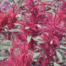Amaranthus Red Leaves Annual 100 Professional ornamental Seeds, Pack, ...