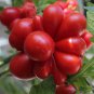 Unusual Rare Heirloom Reisetomate Seeds 100pcs
