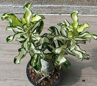 100% True Thailand Rare Desert Rose Leaves Siam Potted Home Bonsai Adenium gr...