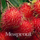 Rambutan Red Malaysia Miracle Fruit Tree New Outdoor Jardin 5pcs Seed Seeds G...