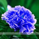 1 Professional 5 / Double Blue Tree Peony 'Noble' Rare Pack, Seeds Ligh...