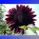 Moulin Red Ornamental Rouge Gorgerous Seeds