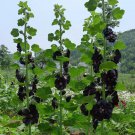 Black Hollyhock | Perennial Blooms for Seeds Elegant Garden