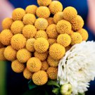 Craspedia Yellow Drumstick Perennial Billy 100PCS Globosa Seeds