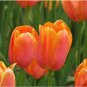 Tulip 100pcs/bag Orange Seeds