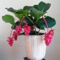 Medinilla Showy Perennial Shrub Rose Philippine Magnifica Seeds 30PCS Grape F...