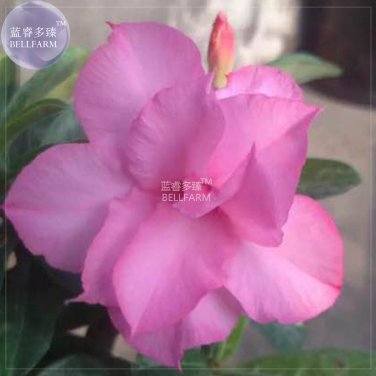 Adenium Purely Pink Double Petals 2 professional 3-layer blooms home...