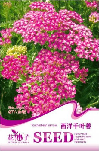 Red Achillea Millefolium Common Yarrow 50 / Perennial Seeds, Original Pack, S...