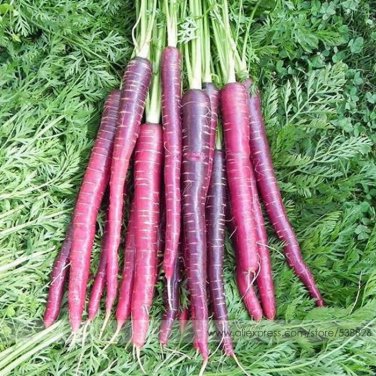 New Imperator-shaped Red Purple Carrot Hybrid Professional 100 / Vitamin A Se...