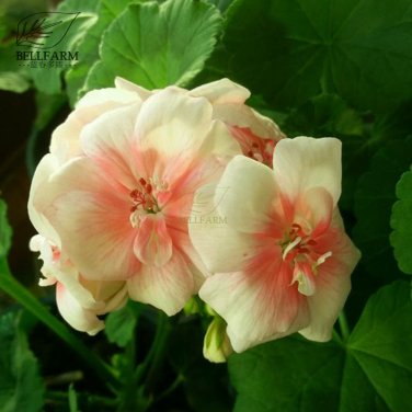 White to Pink Dense Petals Blooms Bonsai Geranium Single Big 'Seeds'...