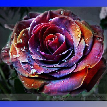 Rare 'Fire Phoenix' Rose Tree Professional 50 / Bonsai Seeds, Pack, Seeds Pac...