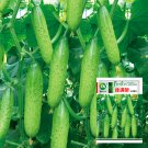 Beauty: Autumn Cucumber Hanging Tangshan's Seeds