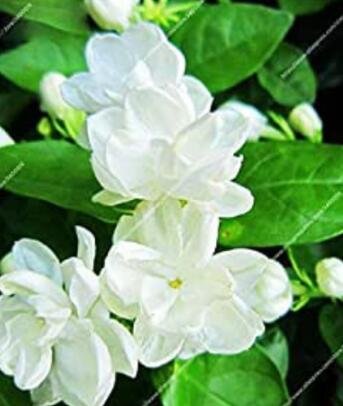 Arabian Jasmine Pure White Beautiful Bonsai in Pot Indoor for Home 10 pcs/ Ga...