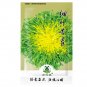 Cichorium Curled Home 1000pcs Endivia,(苦苣)Seeds Organic Green Garden Vegetable
