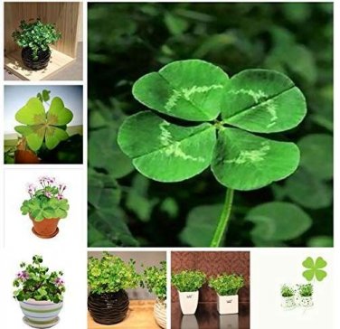 100 Bonsai Four Leaf Clover Trifolium Repens Mixed Dutch DIY Home & Pcs/Bag G...