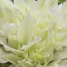 Hosta - Spectacular with White and Leaves Perfect for Seeds Foliage Light Gre...