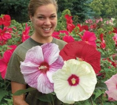 Rose Mallow Hibiscus Hardy, Mix Giant